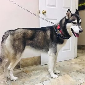 Pet care moment at our Santa Clarita area clinic