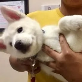 All Creatures Veterinary Center gallery
