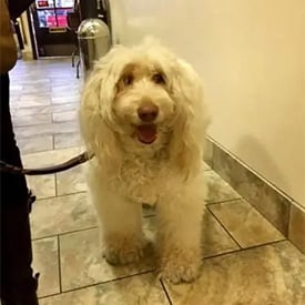All Creatures Veterinary Center — life at our practice