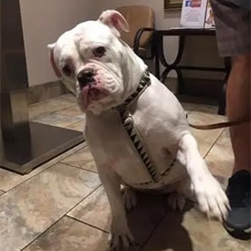 Our veterinary team with a patient
