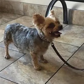 Veterinary care for pets in Newhall, CA