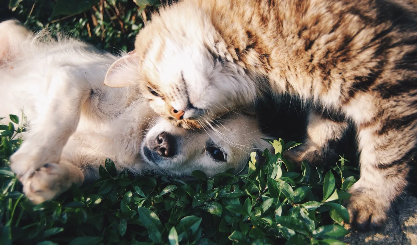 Pet parent bonding with their dog