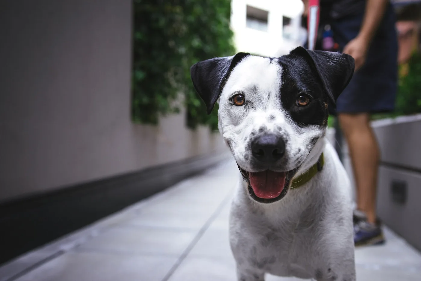 Dog enjoying a treat with their owner