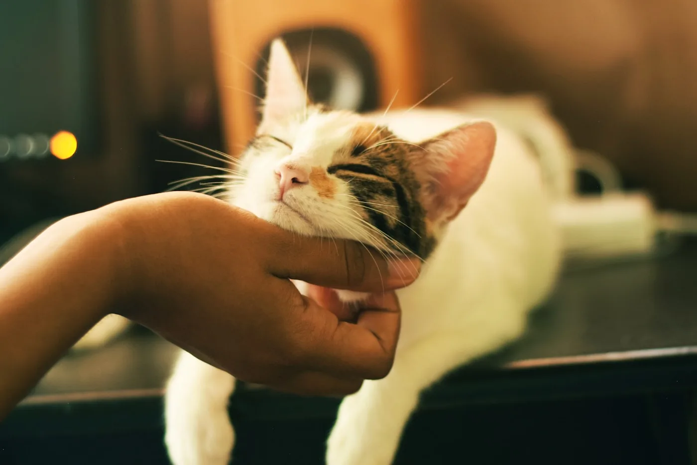 Cat enjoying gentle chin scratches