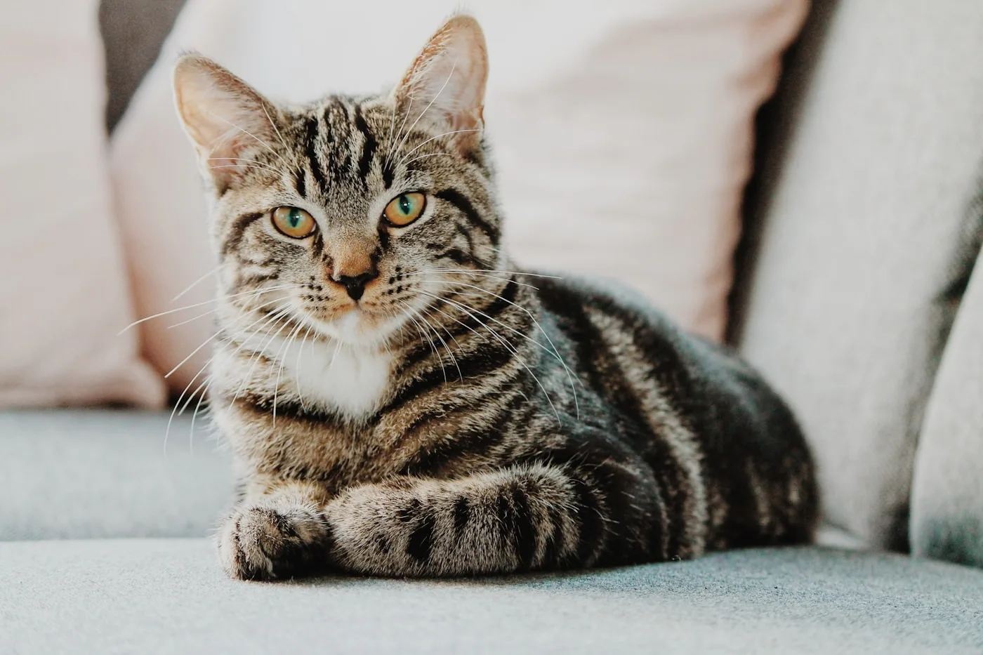 Curious cat during a routine health check