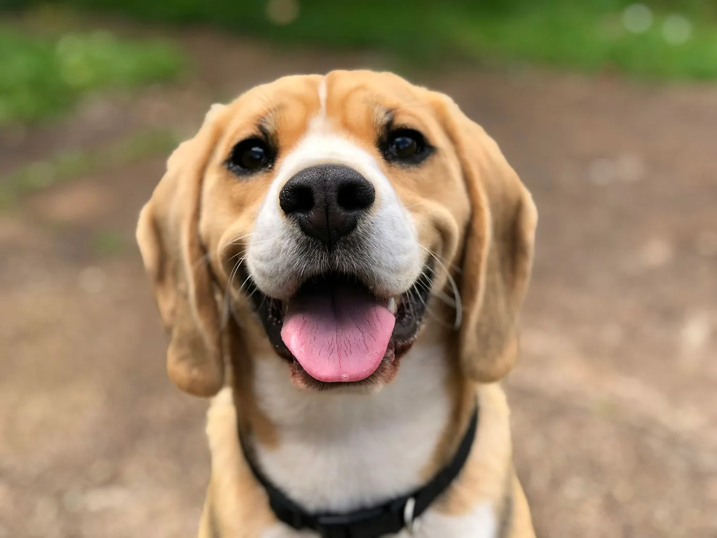 Happy dog with floppy ears