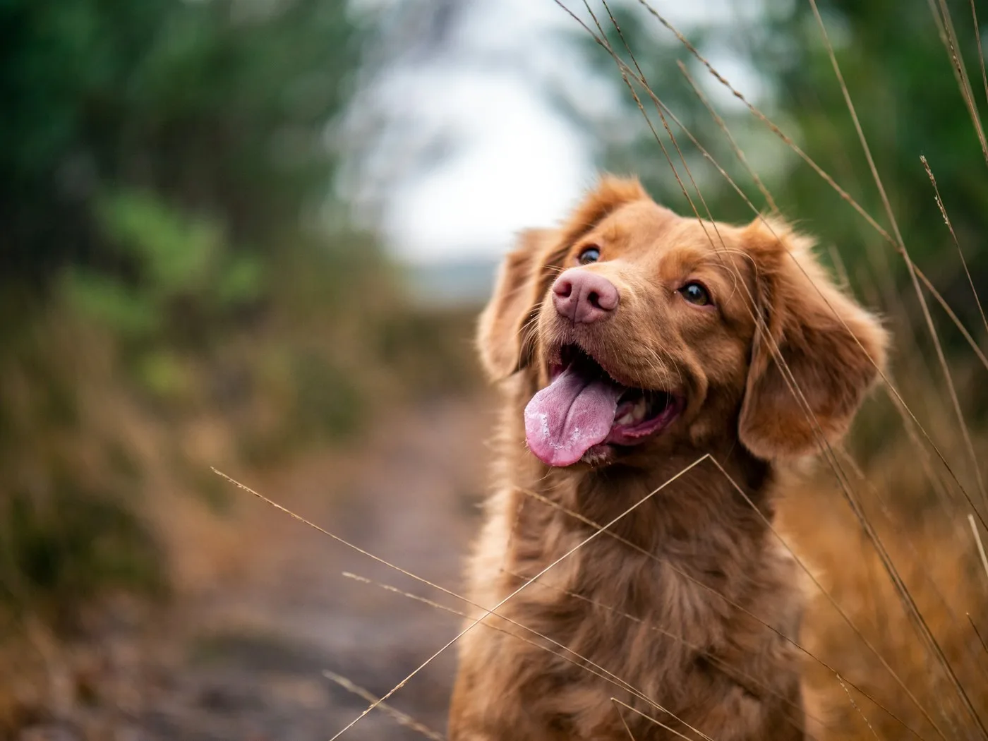 Pet parent walking their dog