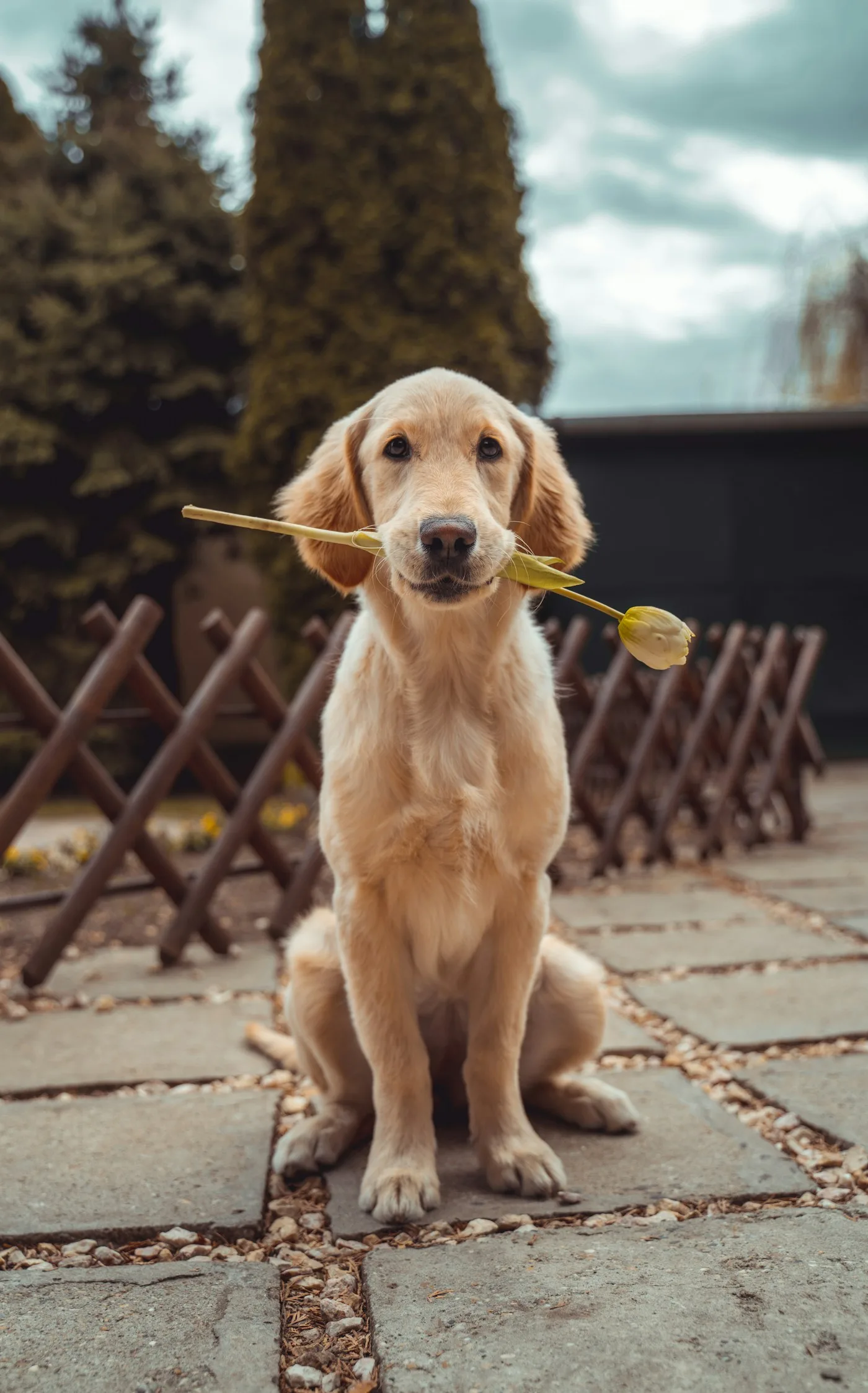 Golden retriever receiving attentive care