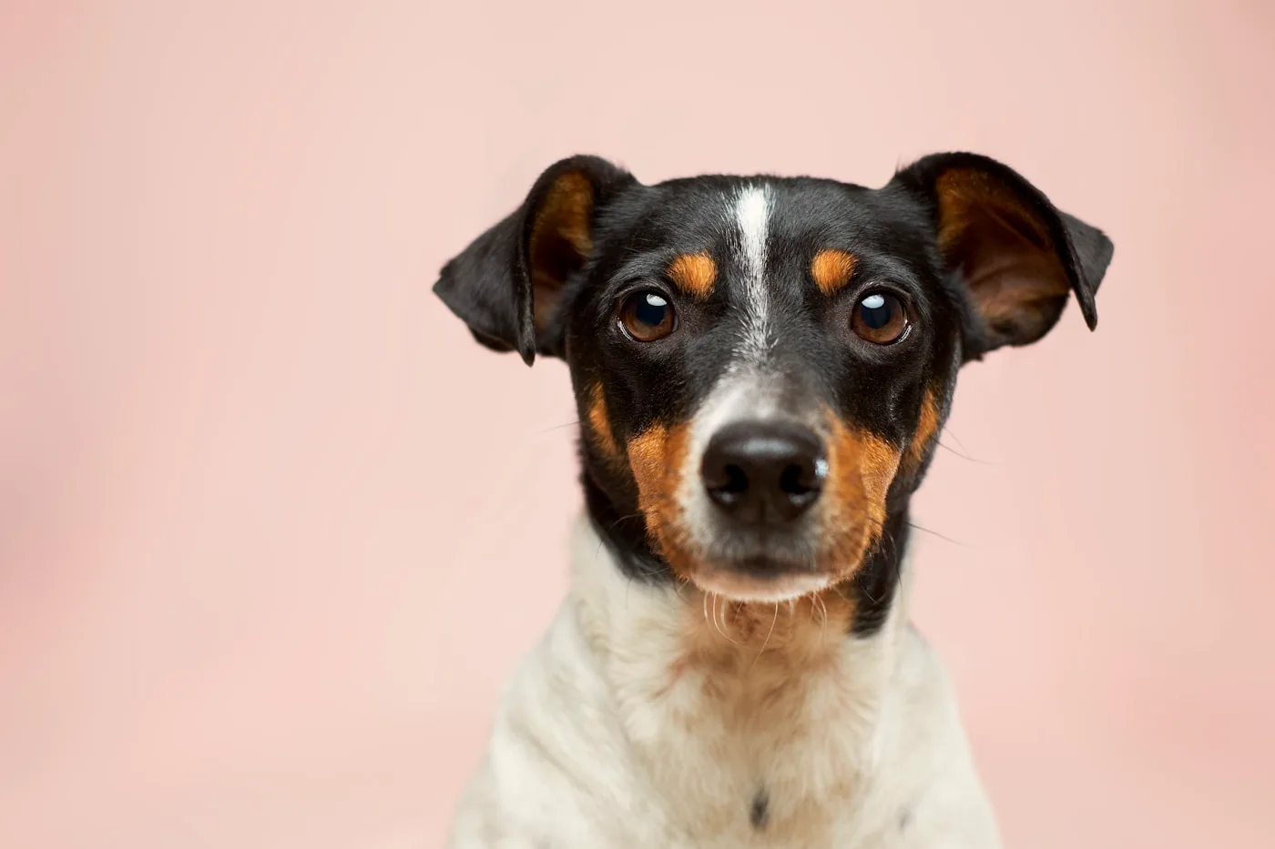 Compassionate hands caring for a pet