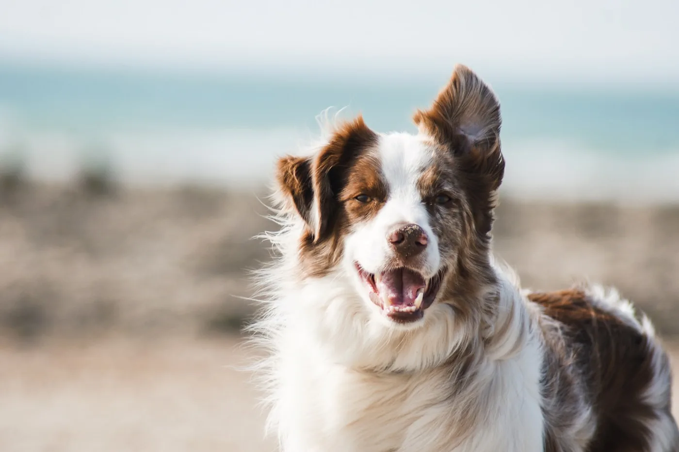 Services Provided by Our Animal Hospital — Preventative Care