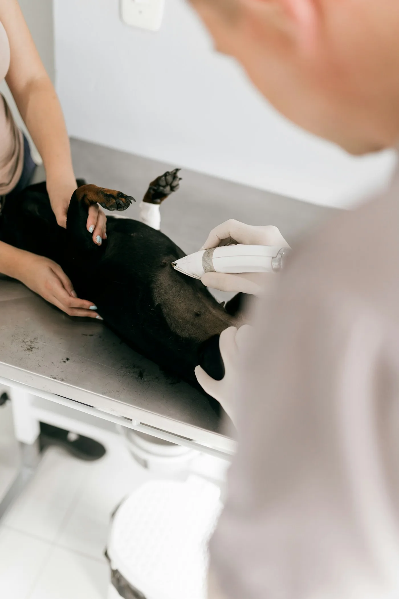 Why These Tools Matter For Your Pet — CT Scan & Endoscopy